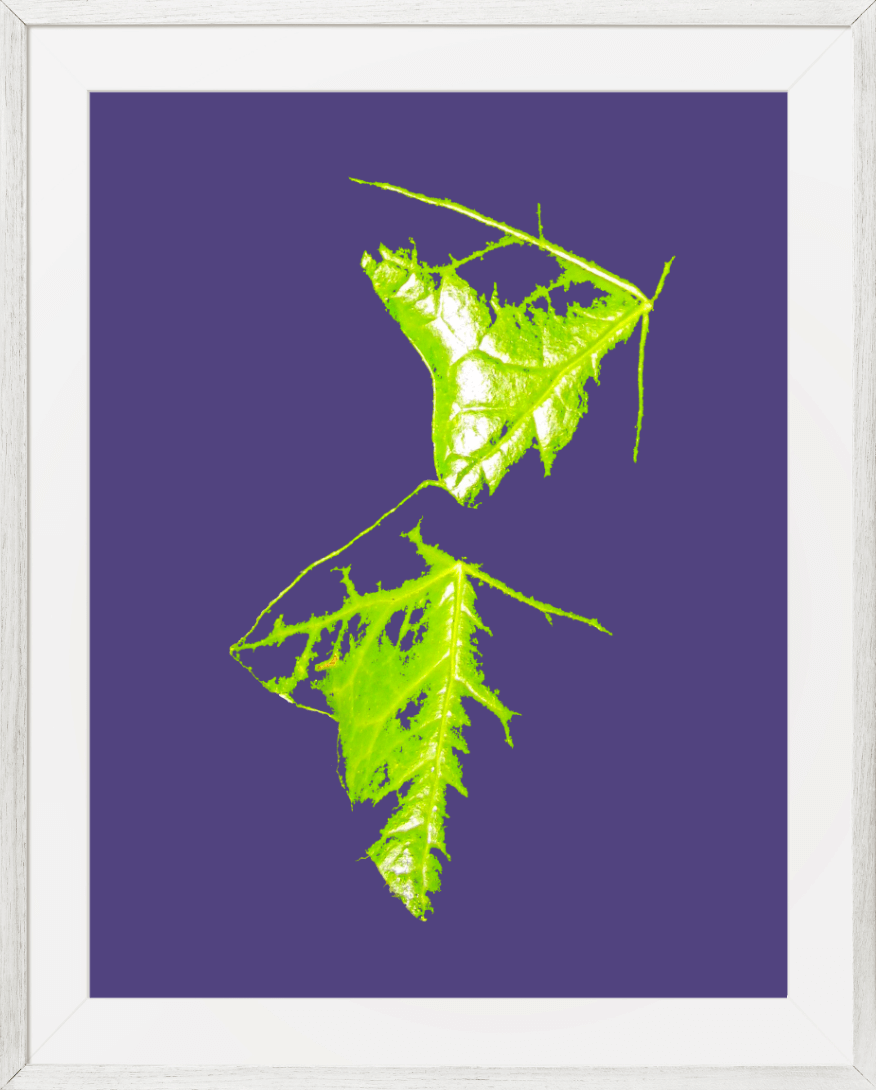 Edition Leaf cutter ants love