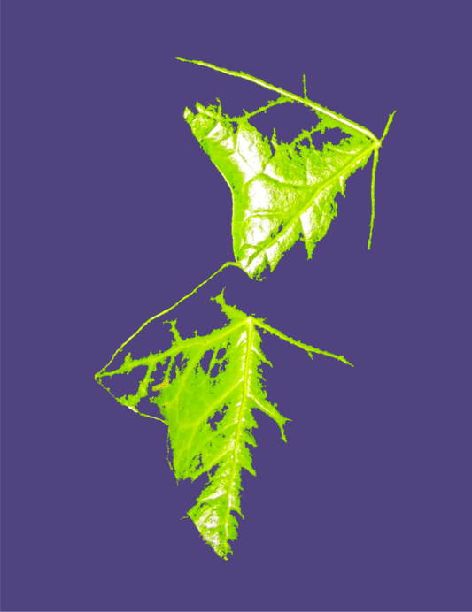 Edition Leaf cutter ants love