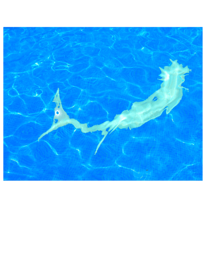 Edition Mermaid